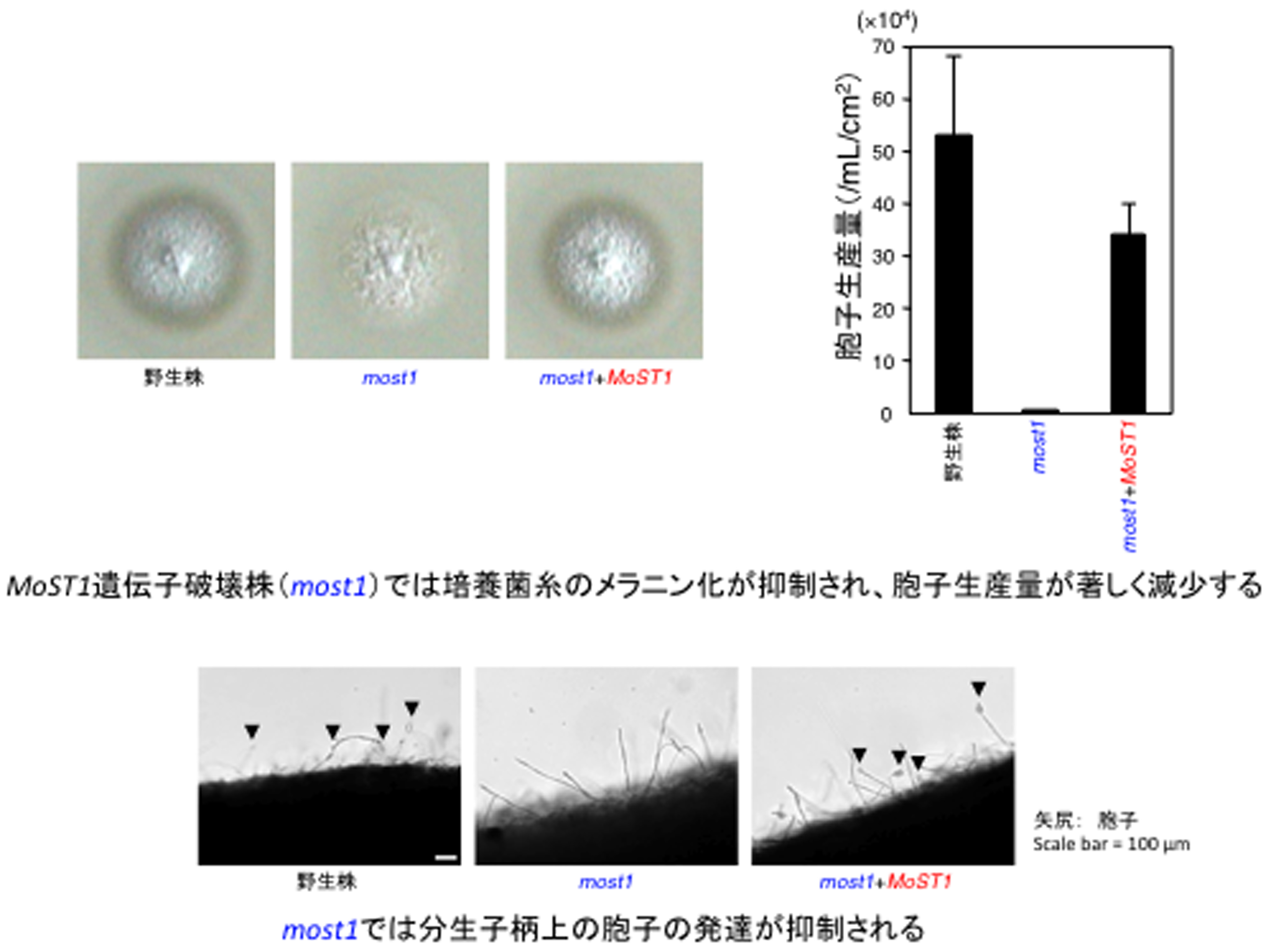 http://www.ige.tohoku.ac.jp/prg/genetics/study_report/upload_items/201403/MoST1_fig.jpg