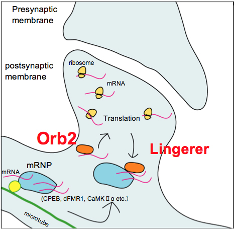 http://www.ige.tohoku.ac.jp/prg/genetics/study_report/upload_items/201407/140715_neurogenetics.jpg