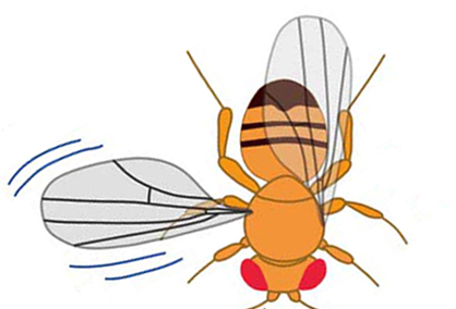 http://www.ige.tohoku.ac.jp/prg/genetics/study_report/upload_items/201410/%E6%B1%82%E6%84%9B%E4%B8%AD%E3%81%AE%E9%9B%84%E3%81%AE%E5%9B%B3.jpg