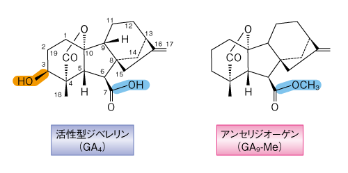 Matsuoka-Science-14.10.24-Fig.1.png