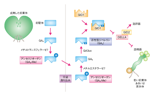 Matsuoka-Science-14.10.24-Fig.2.png