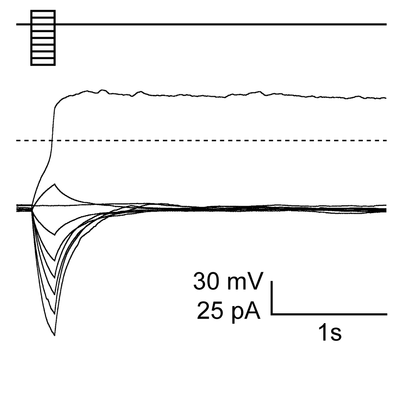 http://www.ige.tohoku.ac.jp/prg/genetics/study_report/upload_items/201506/Fig1-2.jpg