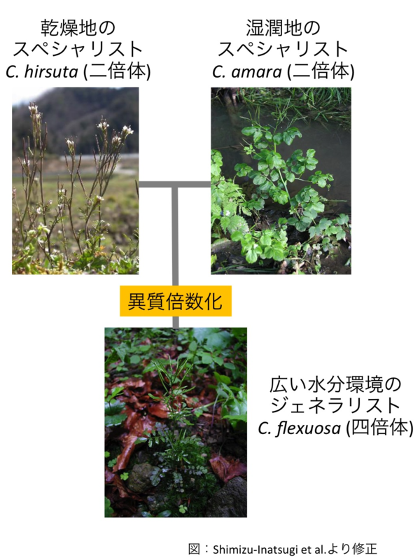 /prg/plant/research/2017/img/a35681643d621a49aada71ca73ce94a6f8c36e89.png