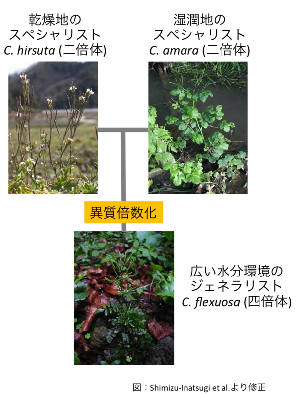 http://www.ige.tohoku.ac.jp/prg/plant/research/2017/img/a35681643d621a49aada71ca73ce94a6f8c36e89.png