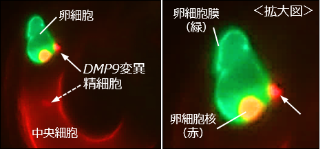 http://www.ige.tohoku.ac.jp/prg/plant/research/2018/img/828e2baaf3c17bb6ce4b3d3de7e08e43686e1df8.png