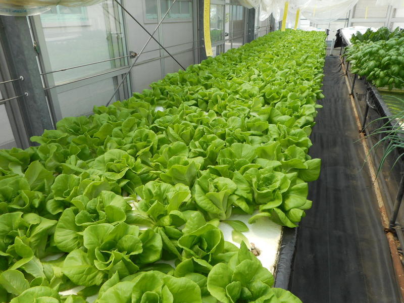 /prg/plant/research/2019/img/DSCN1250.JPG