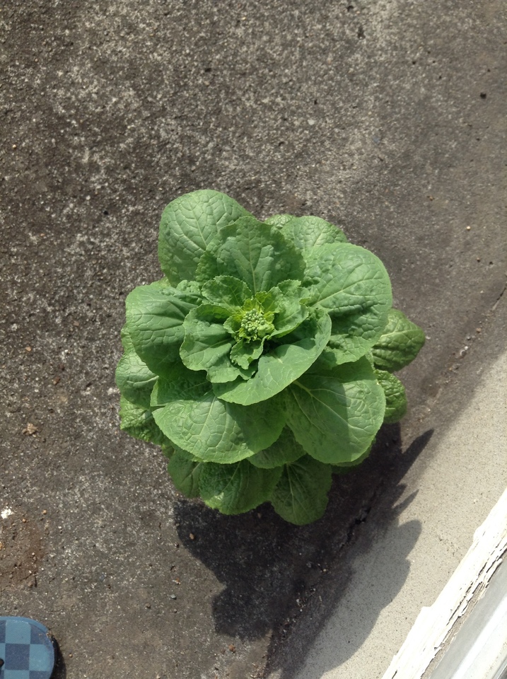 http://www.ige.tohoku.ac.jp/prg/watanabe/as-vegetable/images/20160408151859-e853efeab626e5ae6d9d48d5a16b041c2cbceca8.jpeg