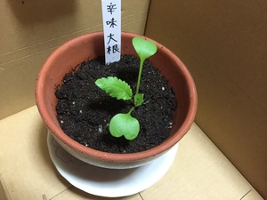 春日幹雄　11/12　５枚目