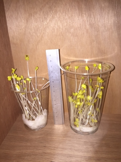 http://www.ige.tohoku.ac.jp/prg/watanabe/as-vegetable2016/images/20161017225002-9da89f696c1938173796029a00acd2d982cf1cae.JPG