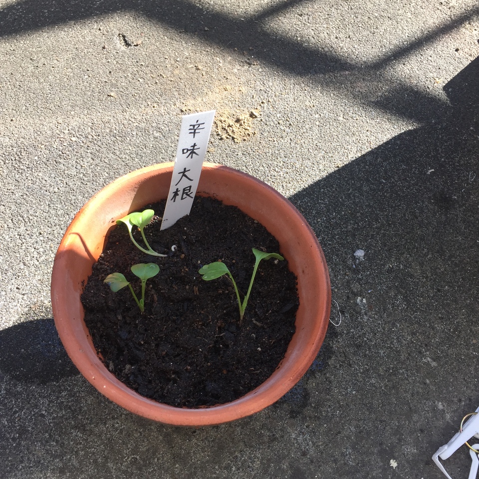 http://www.ige.tohoku.ac.jp/prg/watanabe/as-vegetable2016/images/20161121165417-65ab0100dca9ab4dd32f126384cdc296f31310ac.JPG