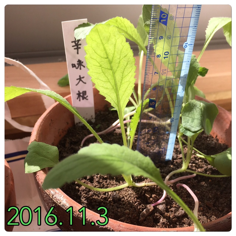 http://www.ige.tohoku.ac.jp/prg/watanabe/as-vegetable2016/images/20161128143713-4f8c0804f9ad74fe3a017e0250dc2c5d296d823e.JPG