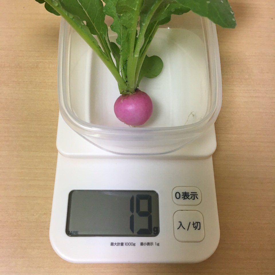 http://www.ige.tohoku.ac.jp/prg/watanabe/as-vegetable2016/images/20161130084703-3952834fa21a6c182c01945b14d6e7c50cc56002.jpg