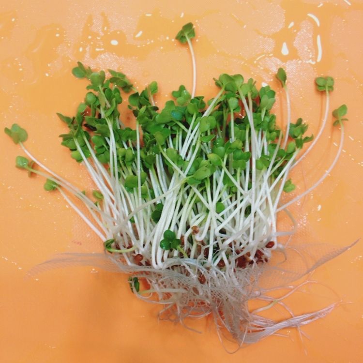 http://www.ige.tohoku.ac.jp/prg/watanabe/as-vegetable2016/images/20161203004507-e4b0486ab0b11fab5ba1d4c48bd5bc91dbca6f89.JPG