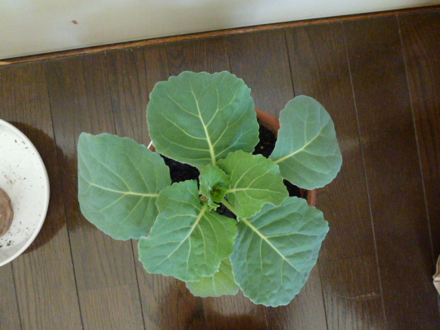 http://www.ige.tohoku.ac.jp/prg/watanabe/as-vegetable2016/images/20161210140816-3ac74280c0ed740d38bf362d1d4f9f90f1e246e6.JPG