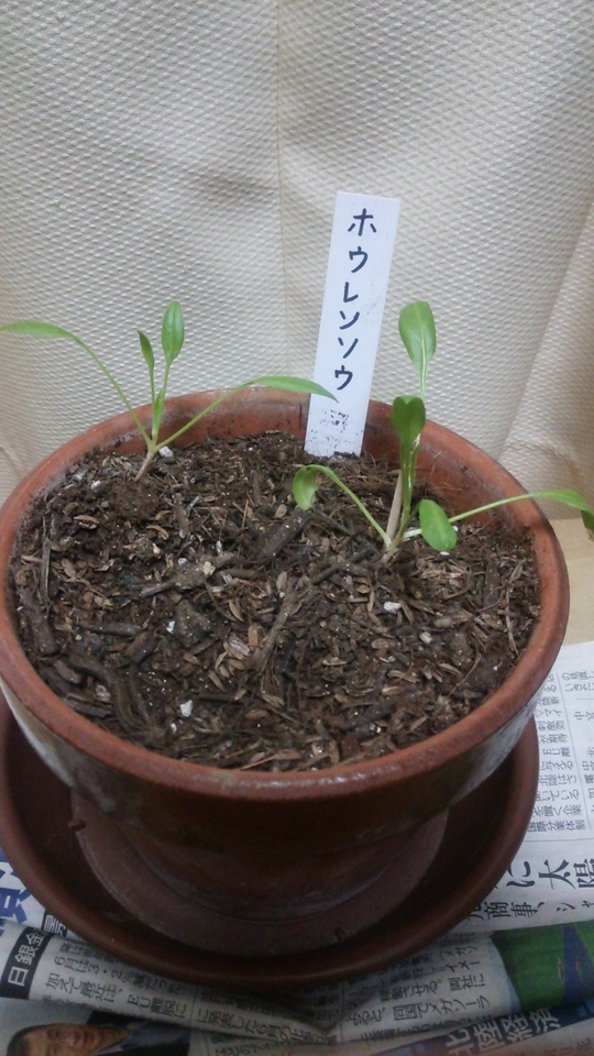 http://www.ige.tohoku.ac.jp/prg/watanabe/as-vegetable2016/images/20161210230726-a0bd043db29400dfeecb173bb3792813274e8486.JPG