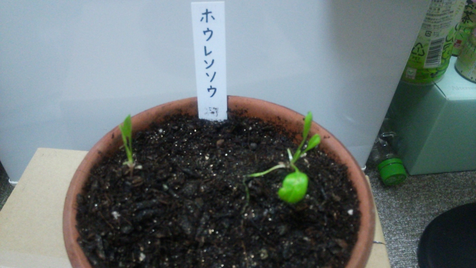 http://www.ige.tohoku.ac.jp/prg/watanabe/as-vegetable2016/images/20161210230924-13f34456dab44bc2f867cce7770bddffc47b93c5.JPG