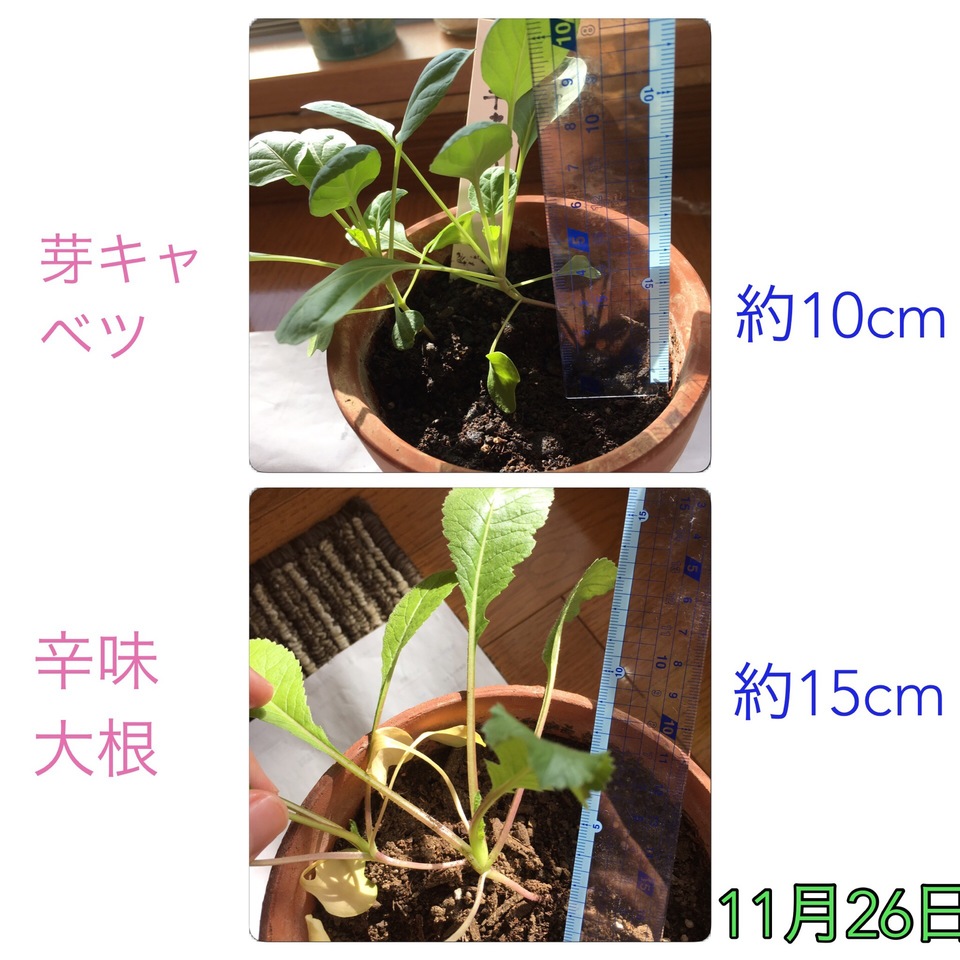 http://www.ige.tohoku.ac.jp/prg/watanabe/as-vegetable2016/images/20161212150355-f5b6455584c5941e76b0dd9a1699b3e9c03fedf9.JPG