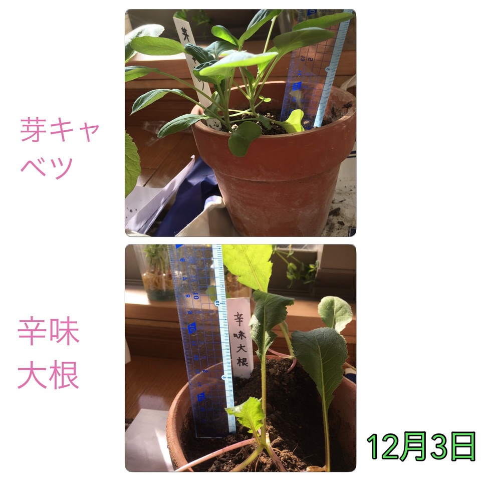 http://www.ige.tohoku.ac.jp/prg/watanabe/as-vegetable2016/images/20161212150426-1b70d990d7c35cfc84eb9727cfcb0bab490a1c96.JPG