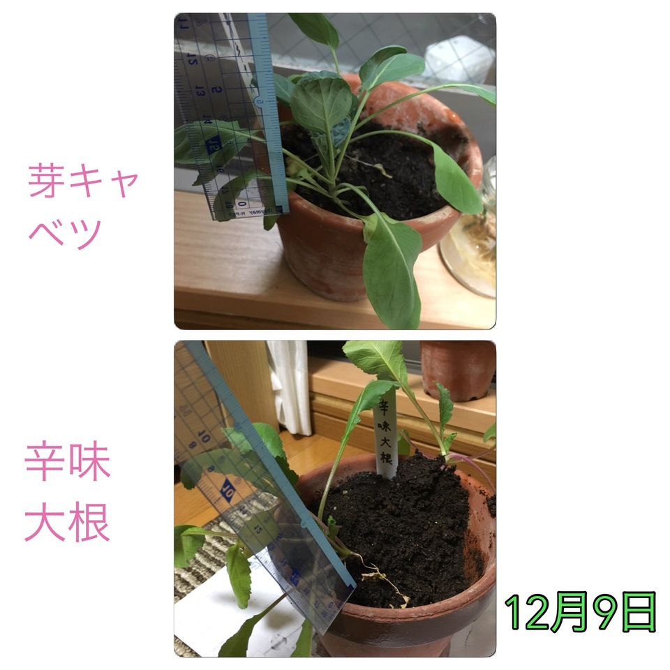 http://www.ige.tohoku.ac.jp/prg/watanabe/as-vegetable2016/images/20161212150544-33e5bad4a0820a6146097206bba7928308e44129.JPG