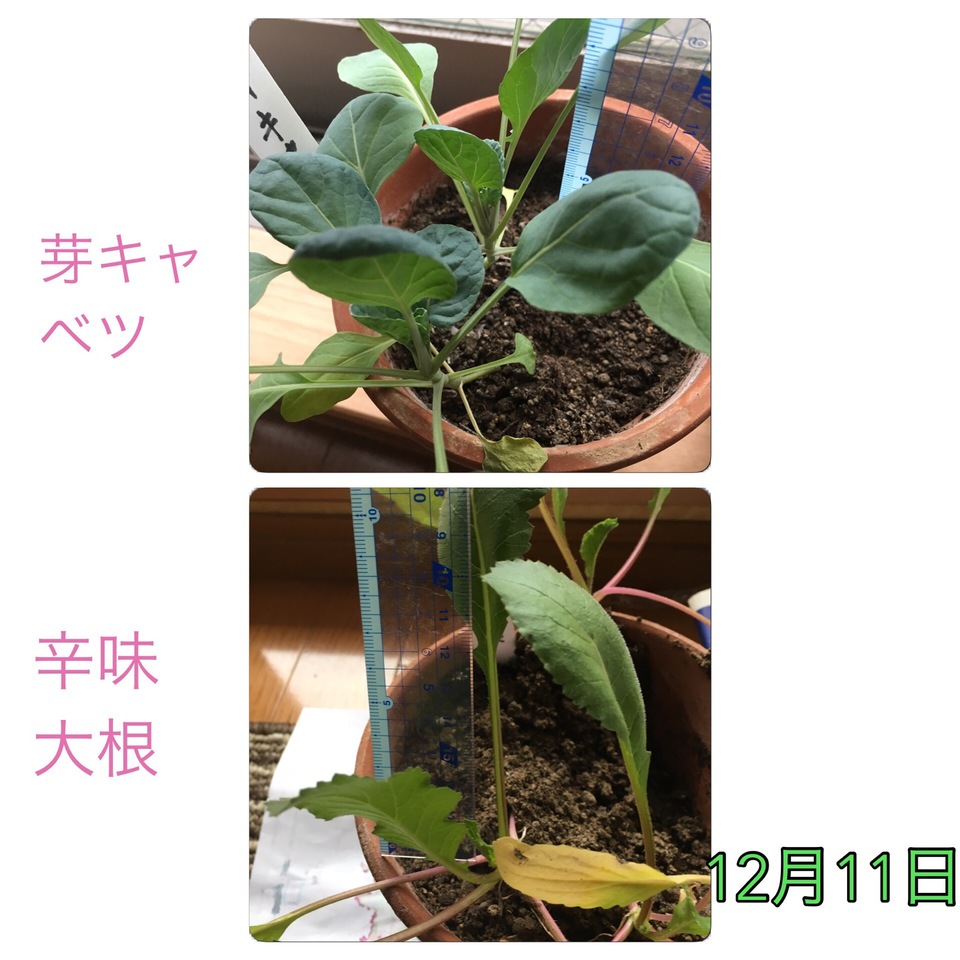 http://www.ige.tohoku.ac.jp/prg/watanabe/as-vegetable2016/images/20161212150620-0da2921a45ef3be1fcf62d055106d3e0af73c716.JPG