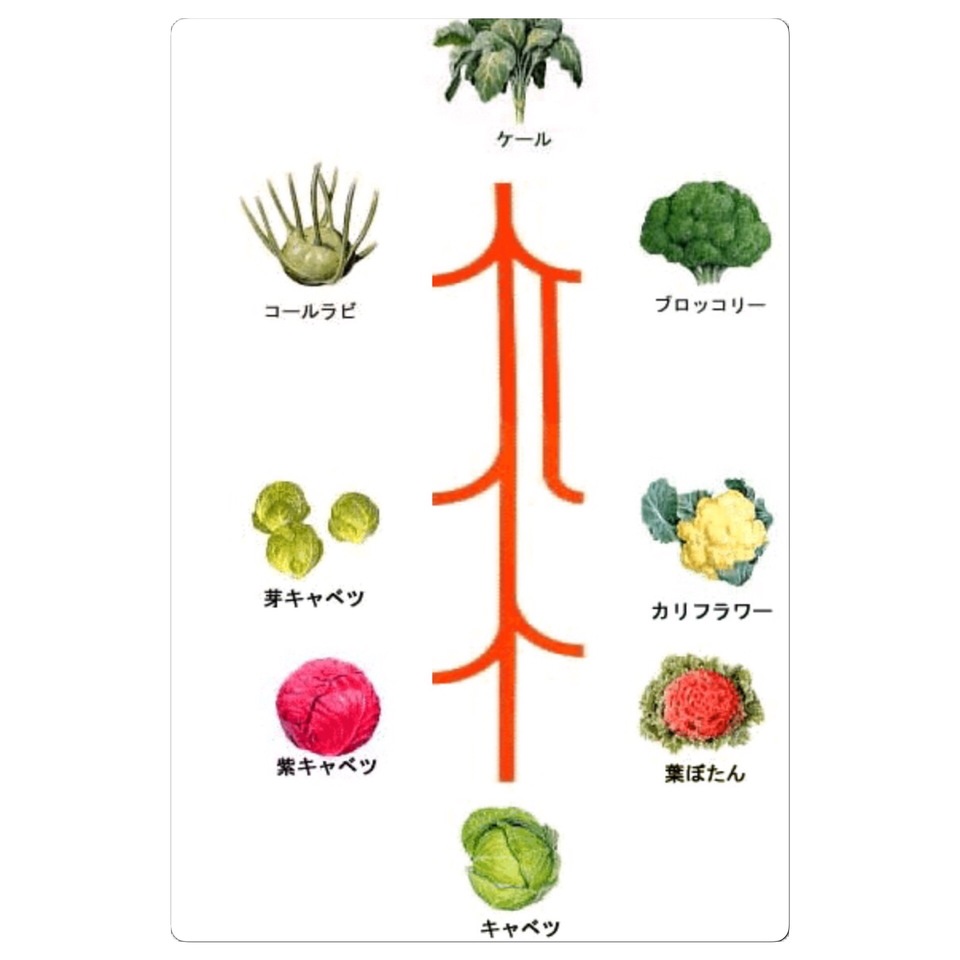 http://www.ige.tohoku.ac.jp/prg/watanabe/as-vegetable2016/images/20161212152518-4f6cbcb481dbc1d8345761b7b9a8746e4f346e0f.JPG