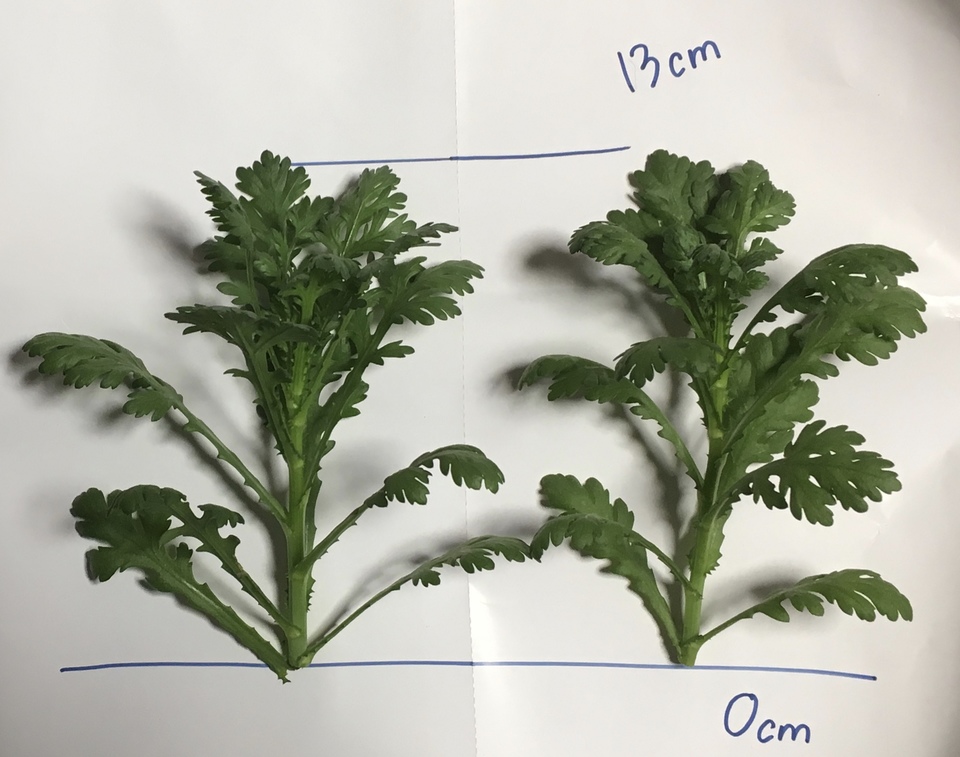 http://www.ige.tohoku.ac.jp/prg/watanabe/as-vegetable2016/images/20170107105915-b16c18ab4d179e877fdd9585a252ca03a1500cb3.jpg