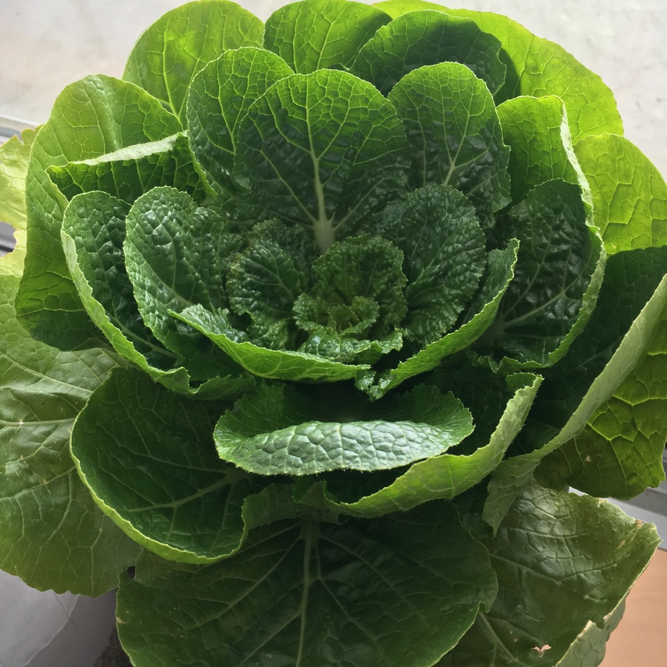 http://www.ige.tohoku.ac.jp/prg/watanabe/as-vegetable2016/images/20170107202111-900b8d993ab19b64d4cb806723bc4c11ebd326de.jpg