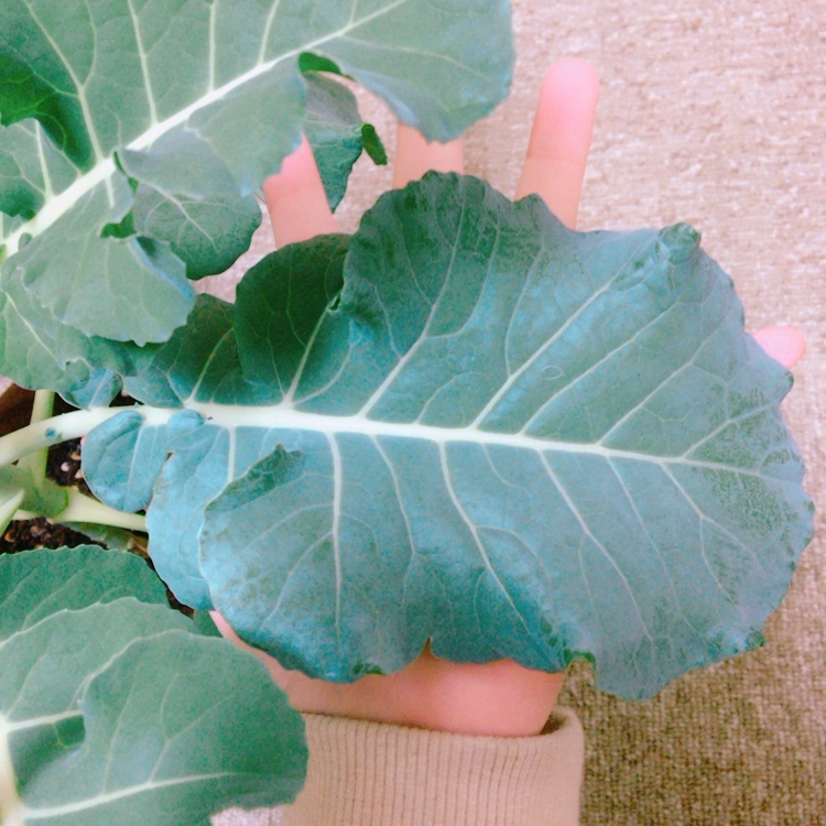 http://www.ige.tohoku.ac.jp/prg/watanabe/as-vegetable2016/images/20170110011544-ffc47fdd97eac609a258dfb0eab0e3fcfe8268c3.JPG