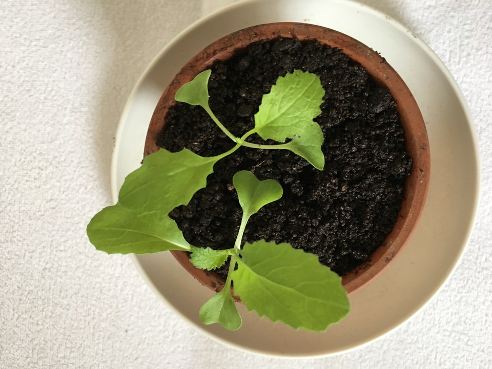 http://www.ige.tohoku.ac.jp/prg/watanabe/as-vegetable2016/images/20170118154720-71a7d7f369d467ba1bd4756ab56b235bfecfbf4f.jpg