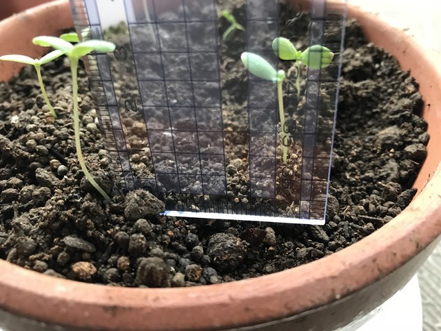 http://www.ige.tohoku.ac.jp/prg/watanabe/as-vegetable2017/images/20171022154036-b7703d227d2cfb820e41168f930de633f4968fc6.jpg