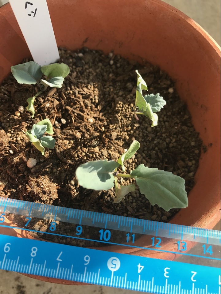 http://www.ige.tohoku.ac.jp/prg/watanabe/as-vegetable2017/images/20171119114641-cc00a0c0c26b75b3dff4c2f85173d8680320ecc1.jpg