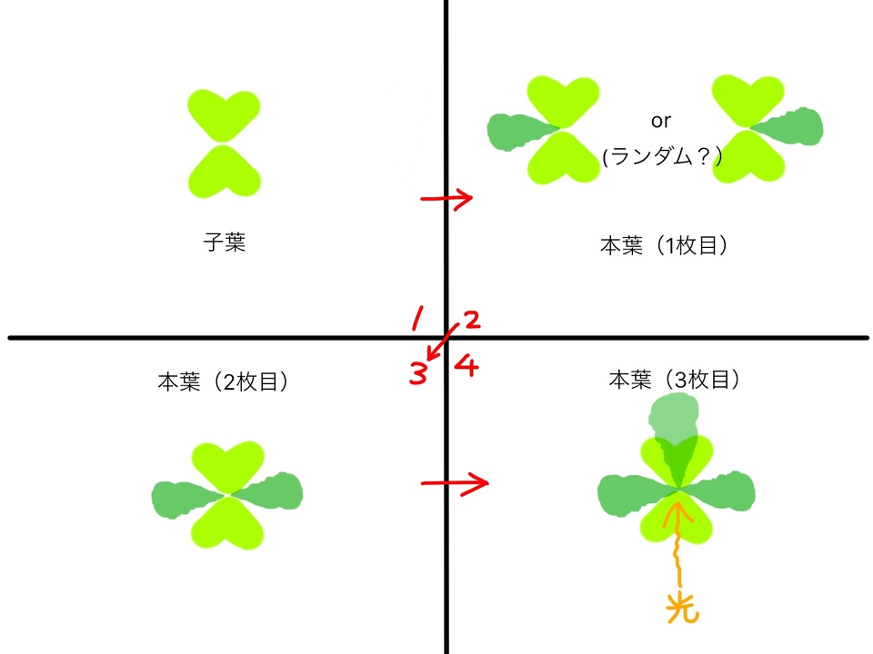 http://www.ige.tohoku.ac.jp/prg/watanabe/as-vegetable2017/images/20171119192346-7cde3251db2b9d168dae0f094bb3da171365693c.jpg