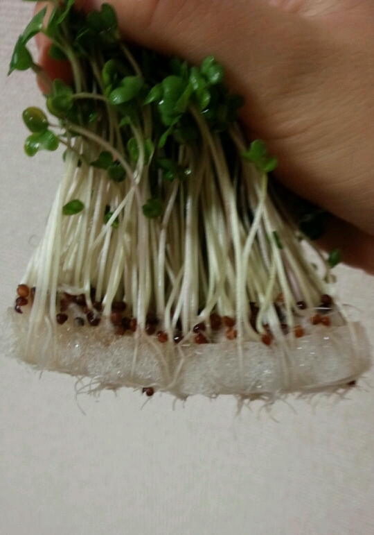 http://www.ige.tohoku.ac.jp/prg/watanabe/as-vegetable2017/images/20171204214923-a961aa410fde382cd60e080b96d44f14c93ba8c8.jpg
