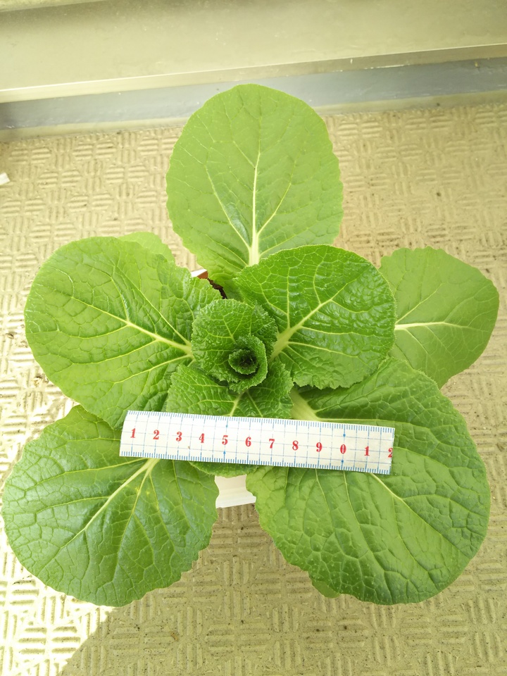 http://www.ige.tohoku.ac.jp/prg/watanabe/as-vegetable2017/images/20171211095058-d47740e9e612288a8bdce9443c5a2664623cca46.JPG