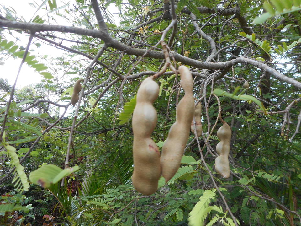 http://www.ige.tohoku.ac.jp/prg/watanabe/as-vegetable2017/images/20171220184448-26b87238bc863dabad4ca2c0f7c2cabcec93ccd3.JPG