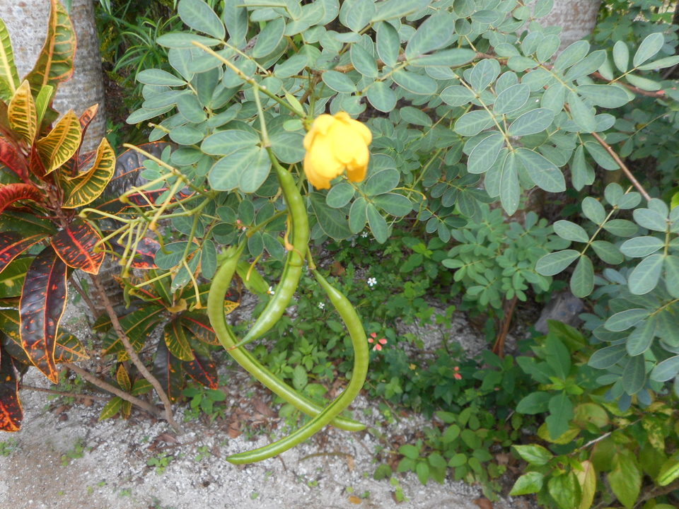 http://www.ige.tohoku.ac.jp/prg/watanabe/as-vegetable2017/images/20171220184519-5e2e7b9213b16761f99278a105baa252f18d2bb4.JPG