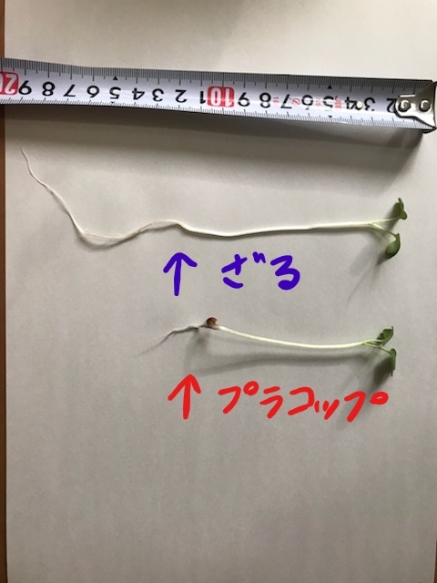 http://www.ige.tohoku.ac.jp/prg/watanabe/as-vegetable2017/images/20171229155819-de75ab46a7f21f671b9cf72ff0a98baa81938400.jpg