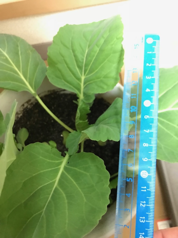 http://www.ige.tohoku.ac.jp/prg/watanabe/as-vegetable2017/images/20180106141730-6ea92329487cfd0b5b12490ff21d85df7f2c5684.jpg