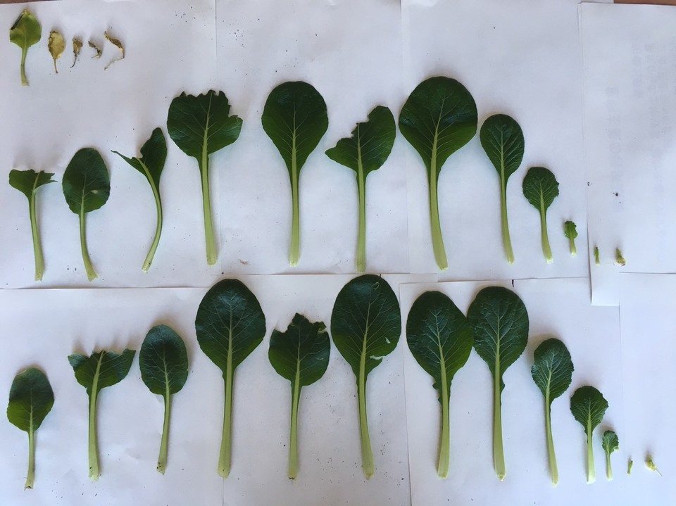 http://www.ige.tohoku.ac.jp/prg/watanabe/as-vegetable2017/images/20180112144257-d18a48bdf45c06981cfea7c79ea3e3a0d494251b.jpg