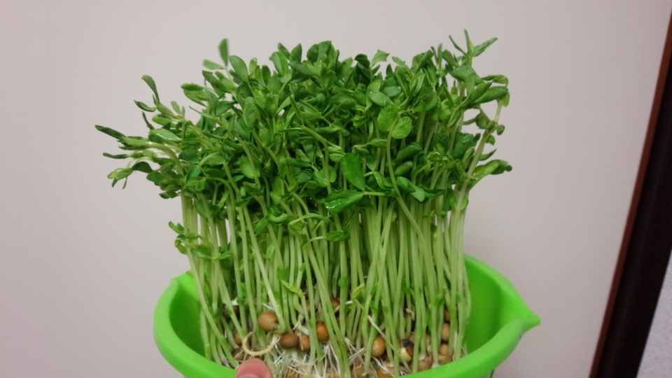 http://www.ige.tohoku.ac.jp/prg/watanabe/as-vegetable2017/images/20180112162937-02d91c6ce5cad402df7ede061fc2def6aaabc604.jpg
