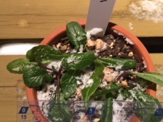 http://www.ige.tohoku.ac.jp/prg/watanabe/as-vegetable2017/images/20180112214129-5a5c73509b5cdf78bf7830177257e063a0c76b64.JPG