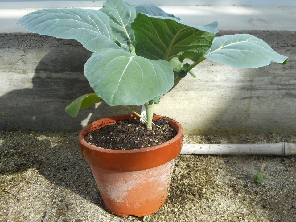 http://www.ige.tohoku.ac.jp/prg/watanabe/as-vegetable2017/images/20180130191423-6894018d5fbaa1983232b57e8e65b314b21fca66.JPG