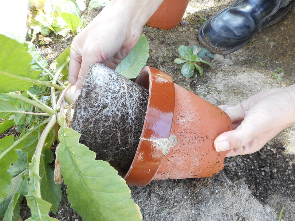 http://www.ige.tohoku.ac.jp/prg/watanabe/as-vegetable2017/images/20180208090900-eab8e15230cf604cc008257d1c54941452de07dd.JPG