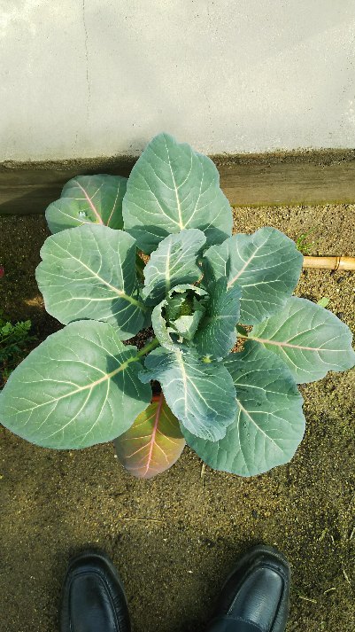 http://www.ige.tohoku.ac.jp/prg/watanabe/as-vegetable2017/images/20180329190833-399bb9ee2e1b3f145561300d89e0aef72f25c2de.JPG