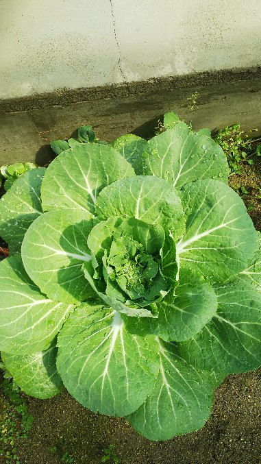 http://www.ige.tohoku.ac.jp/prg/watanabe/as-vegetable2017/images/20180329191918-5c353c1653877ef0a943bf1b0ef4947fb2c48450.JPG