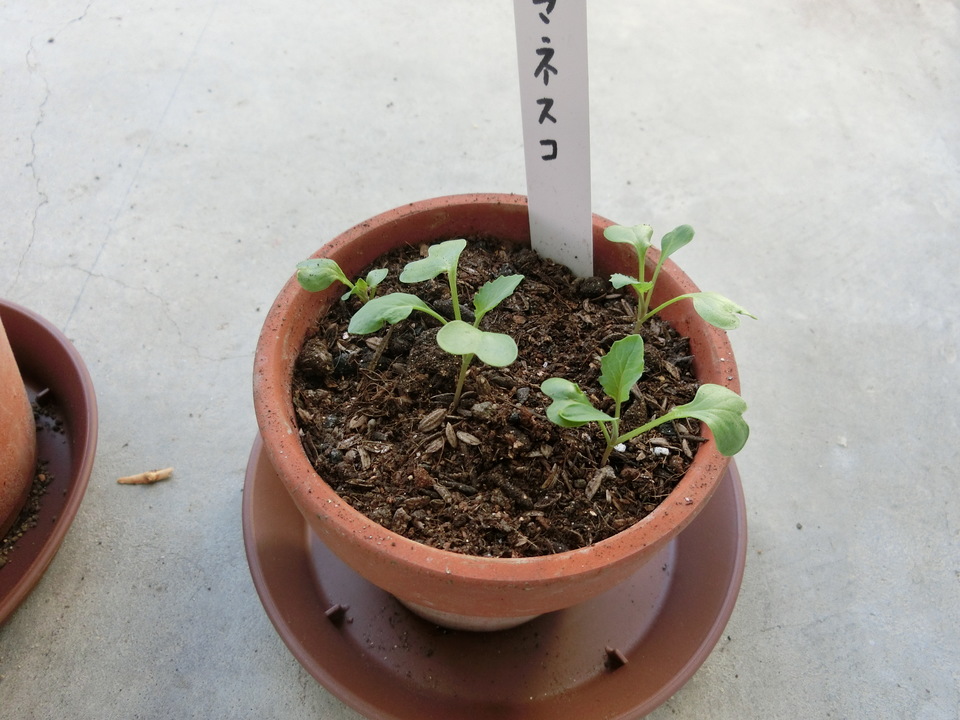 http://www.ige.tohoku.ac.jp/prg/watanabe/as-vegetable2017/images/images/20171103110959-7ad97d10cf0f7a6bdf02d2e9a6867a1c0e9dd568.JPG