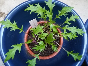 IMG_20181118_160347.jpg