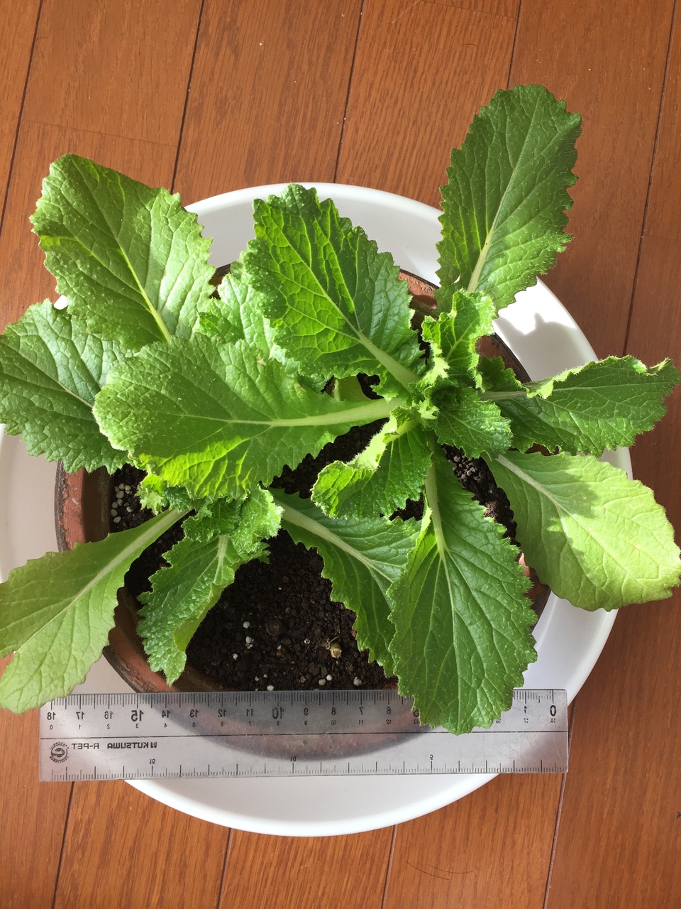 http://www.ige.tohoku.ac.jp/prg/watanabe/as-vegetable2018/images/20181202113530-13d70706e3848f4e859eb2aeae14087d608a9f17.JPG
