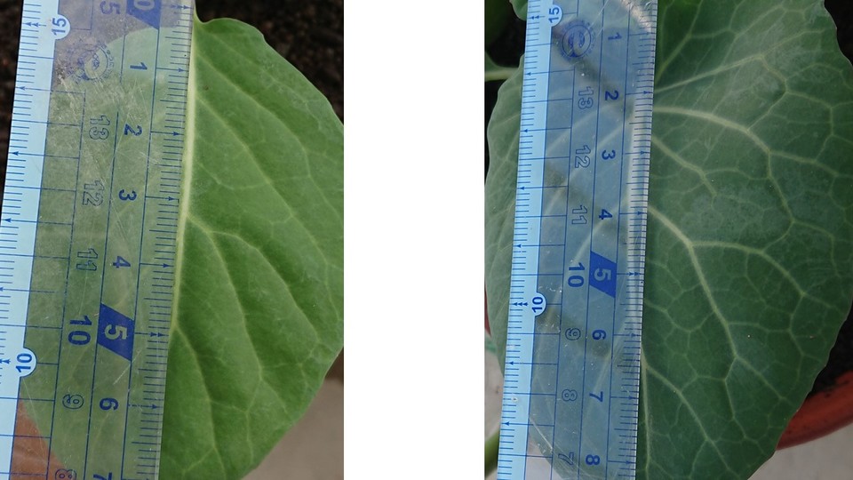 http://www.ige.tohoku.ac.jp/prg/watanabe/as-vegetable2018/images/20181211011404-cc842b63722fa0248a128446efb63a909398521c.jpg
