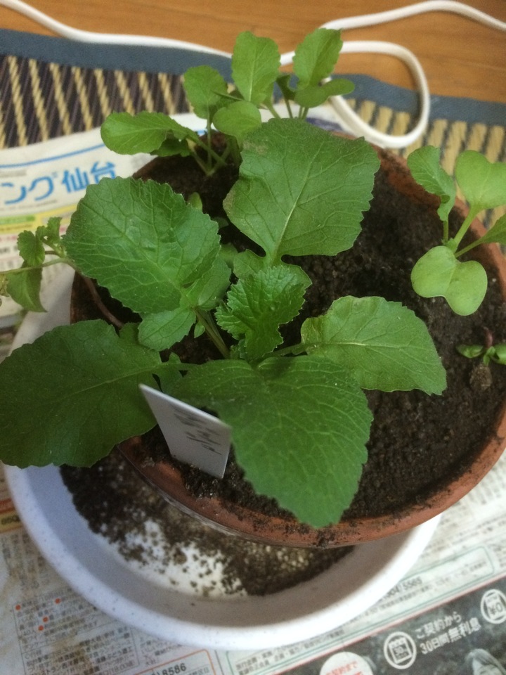 http://www.ige.tohoku.ac.jp/prg/watanabe/as-vegetable2018/images/20181216143933-fd4129b09d258722590a90addbb79c9e2b3cea05.JPG